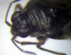 Saldula pallipes