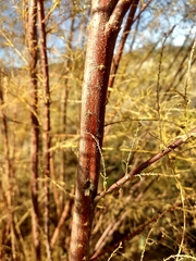 Tamarix ramosissima