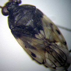 Saldula pallipes