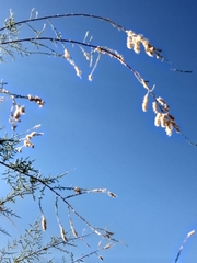 Tamarix ramosissima