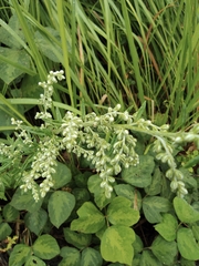 Artemisia umbrosa