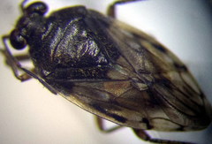 Saldula pallipes