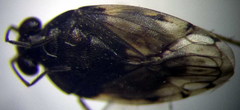 Saldula pallipes
