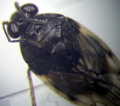 Saldula pallipes