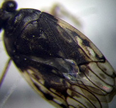 Saldula pallipes