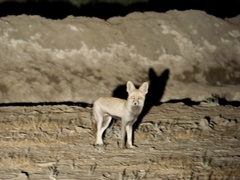 Vulpes vulpes pusilla