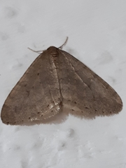 Operophtera brumata