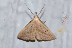 Macrochilo hypocritalis