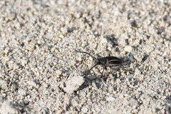 Neodorcadion bilineatum