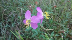 Rhexia mariana mariana