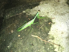 Stagmatoptera