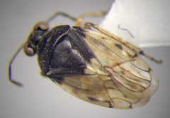 Saldula pallipes