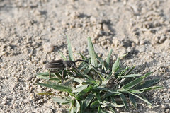 Neodorcadion bilineatum