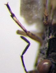 Saldula pallipes