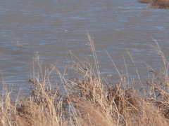 Podiceps nigricollis