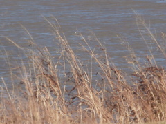 Podiceps nigricollis