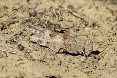 Trimerotropis pseudofasciata