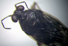 Saldula saltatoria
