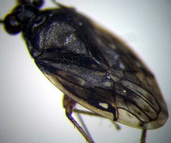 Saldula saltatoria