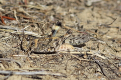 Trimerotropis pseudofasciata