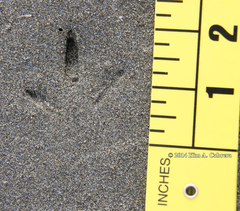 Pluvialis squatarola