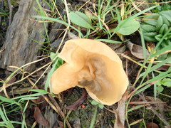 Peziza echinospora