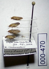 Sciocoris cursitans