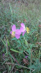Rhexia mariana mariana