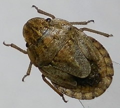 Sciocoris cursitans