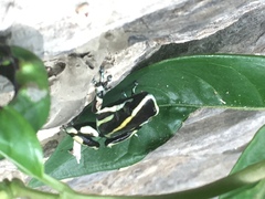 Dendrobates truncatus