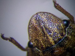 Sciocoris cursitans