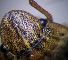 Sciocoris cursitans