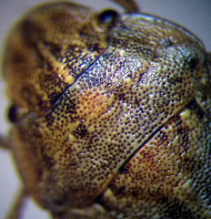 Sciocoris cursitans