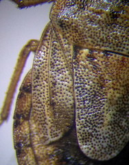 Sciocoris cursitans