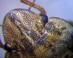 Sciocoris cursitans