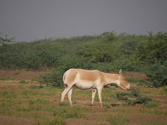 Equus hemionus khur