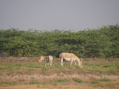Equus hemionus khur