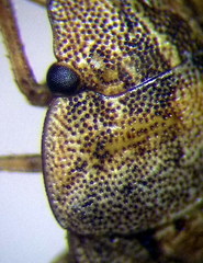 Sciocoris cursitans
