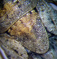 Sciocoris cursitans
