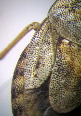 Sciocoris cursitans