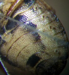 Sciocoris cursitans