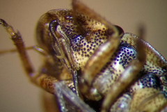 Sciocoris cursitans