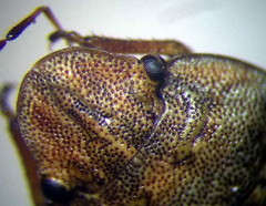 Sciocoris cursitans
