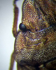 Sciocoris cursitans