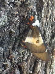 Hemileuca maia