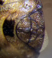 Sciocoris cursitans