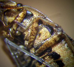 Sciocoris cursitans