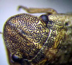 Sciocoris cursitans