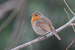 European Robin photo 1