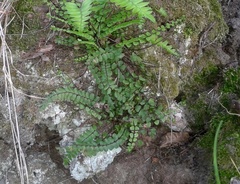 Asplenium trichomanes trichomanes